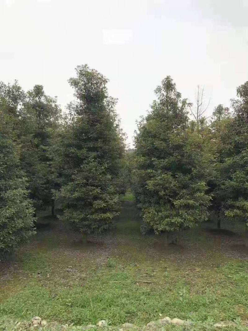 桢楠树，带土球优质移栽苗发货，成活率高欢迎现场考察。