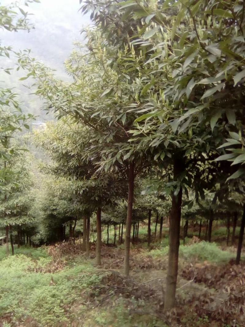 桢楠树，带土球优质移栽苗发货，成活率高欢迎现场考察。