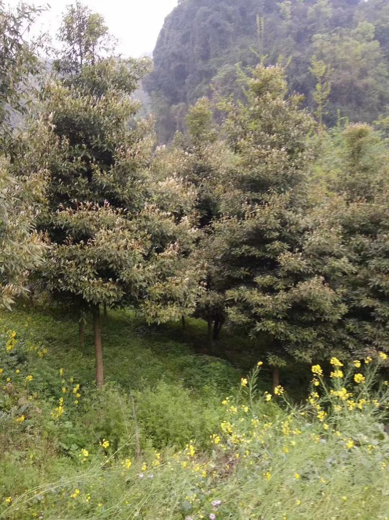 桢楠树，带土球优质移栽苗发货，成活率高欢迎现场考察。