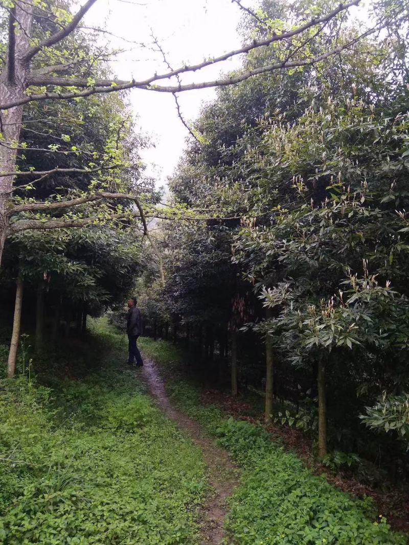 桢楠树，带土球优质移栽苗发货，成活率高欢迎现场考察。