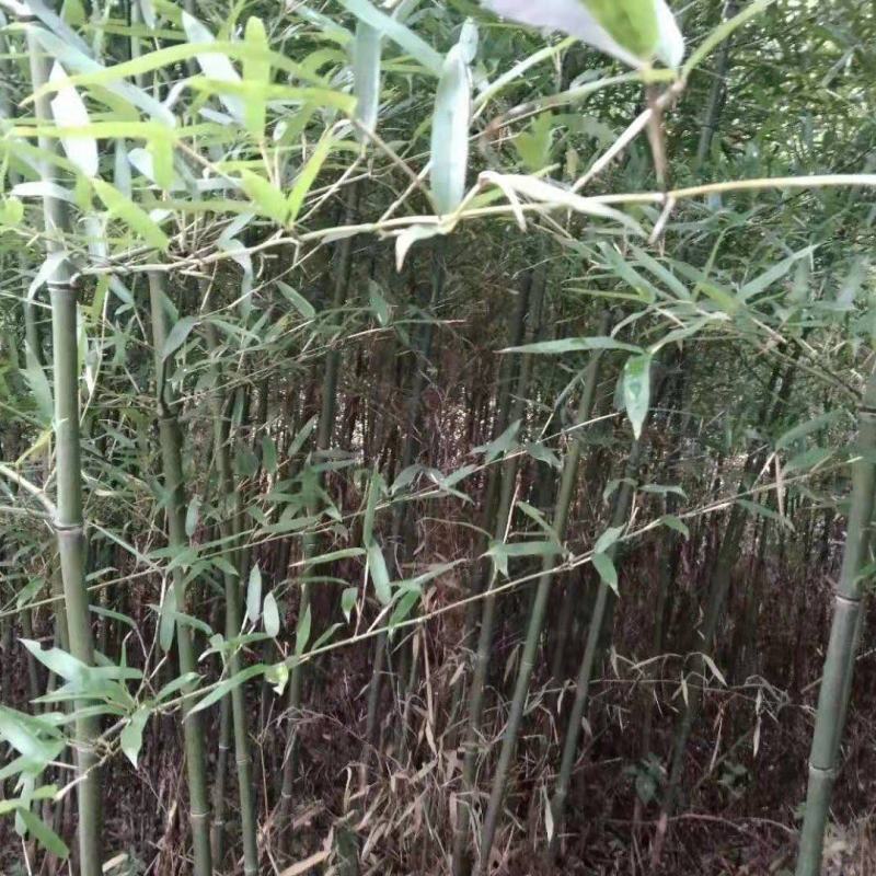 刚竹苗，带土球优质移栽苗发货，成活率高欢迎现场考察。