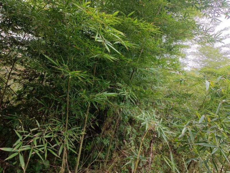 刚竹苗，带土球优质移栽苗发货，成活率高欢迎现场考察。