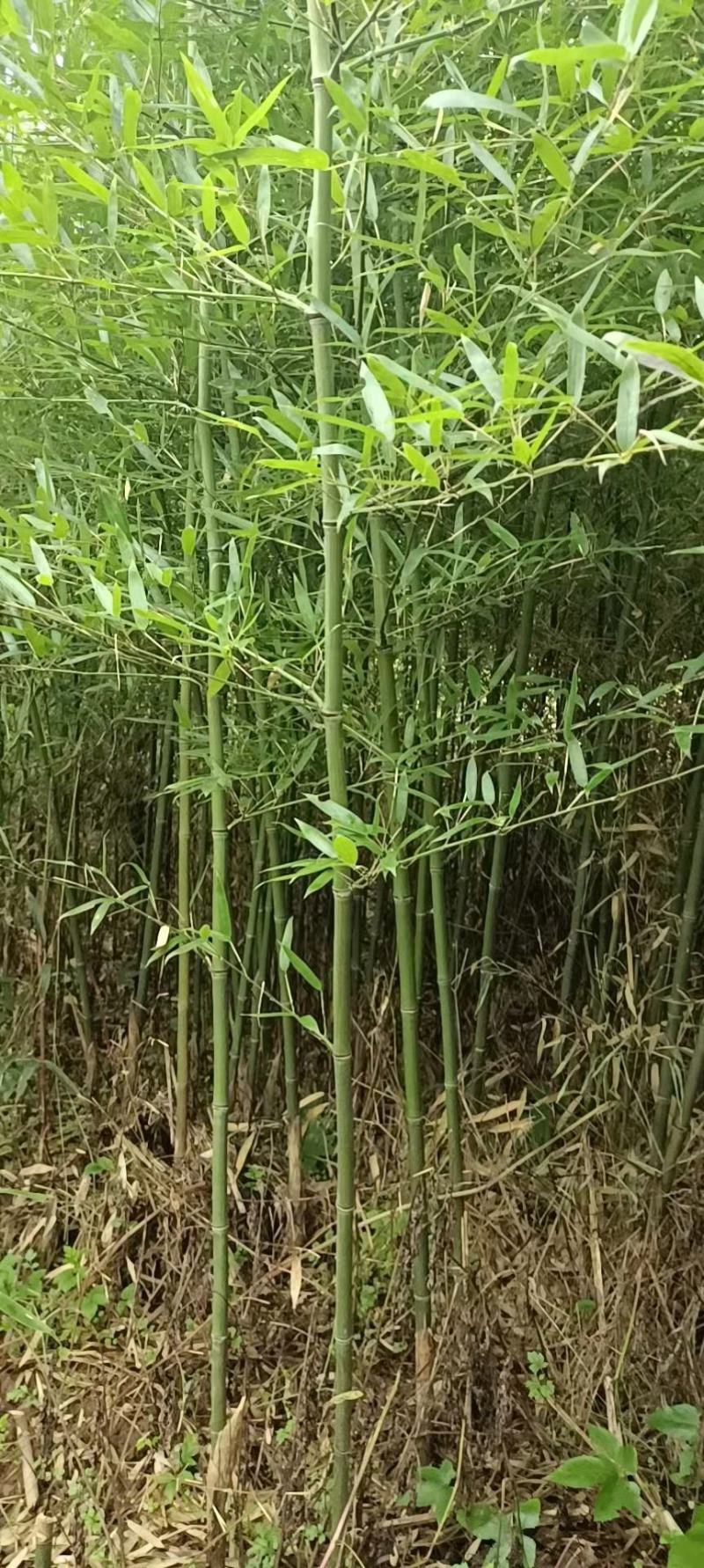 刚竹苗，带土球优质移栽苗发货，成活率高欢迎现场考察。