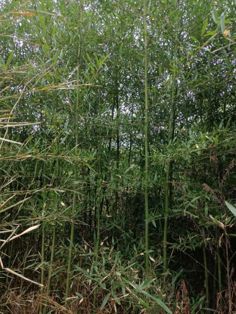 刚竹苗，带土球优质移栽苗发货，成活率高欢迎现场考察。