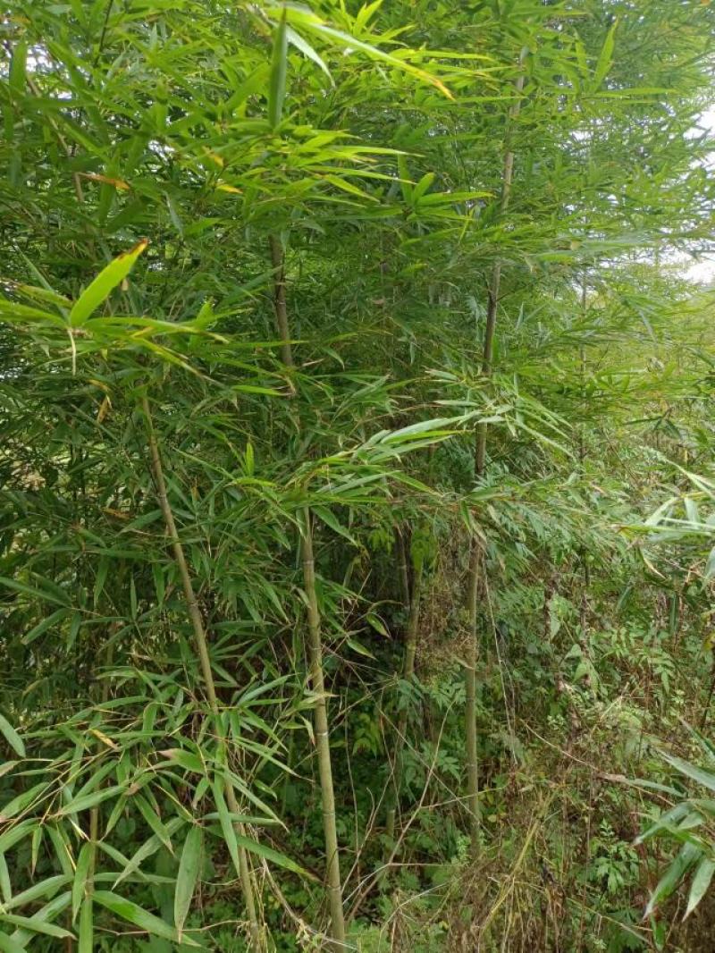 刚竹苗，带土球优质移栽苗发货，成活率高欢迎现场考察。