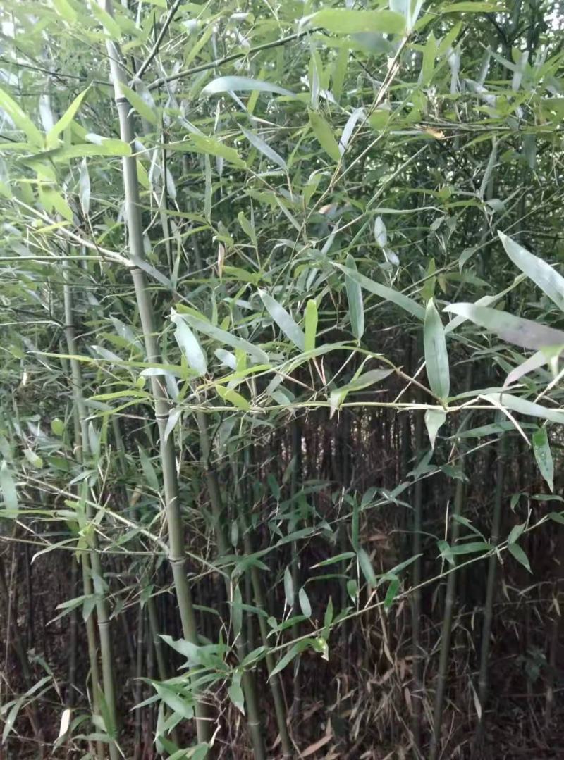 刚竹苗，带土球优质移栽苗发货，成活率高欢迎现场考察。