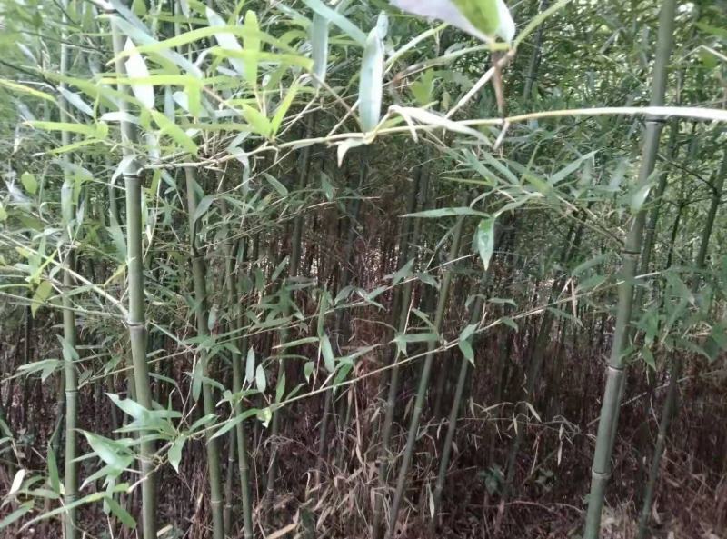 刚竹苗，带土球优质移栽苗发货，成活率高欢迎现场考察。