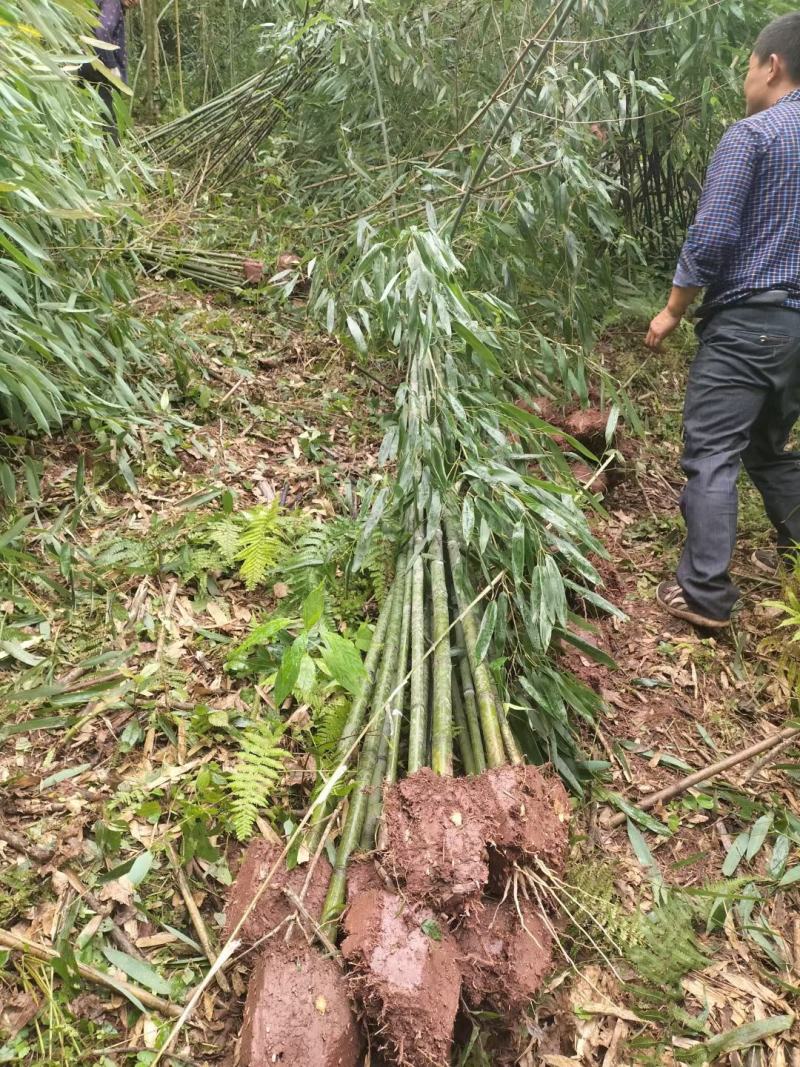 刚竹苗，带土球优质移栽苗发货，成活率高欢迎现场考察。