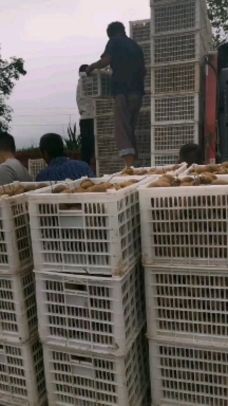 太白山优生区优质徐香猕猴桃