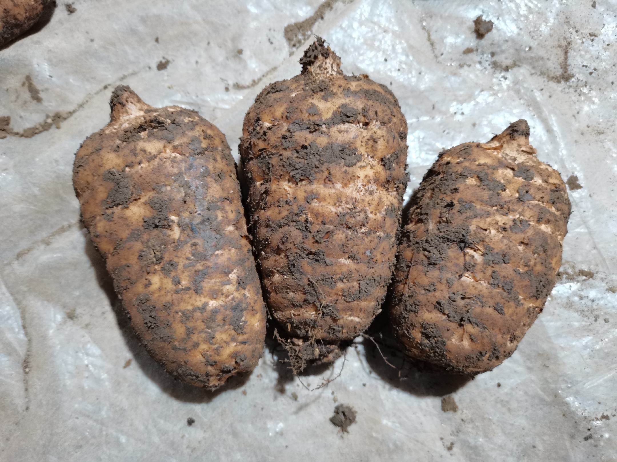 新鲜采挖的芝麻根,呈淡黄色至浅褐色,主根明显,侧根细长,表面有纵向皱纹,根须完整未断裂,背景为田园土壤环境 芝麻根实物图