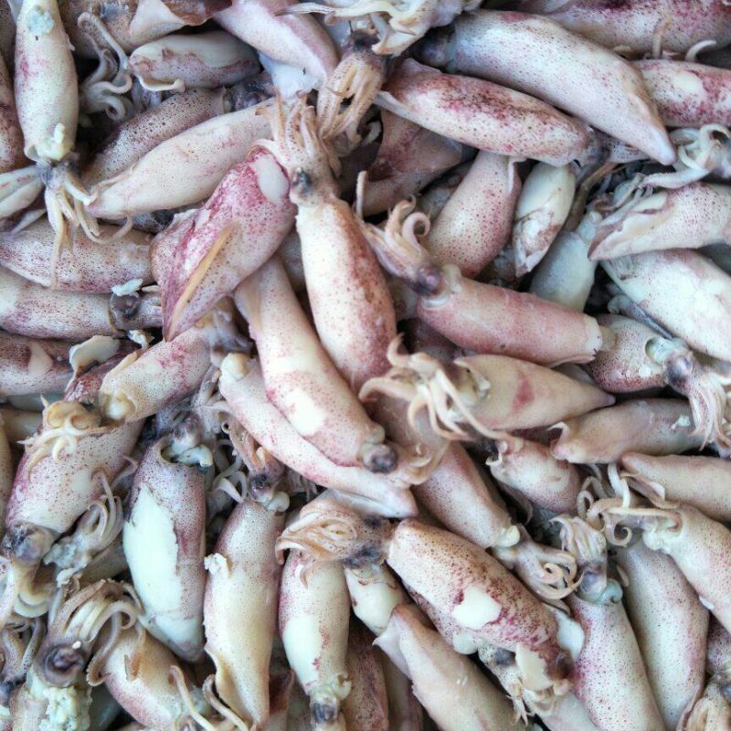 海兔子，熟鱿鱼，膏鱼，乌贼