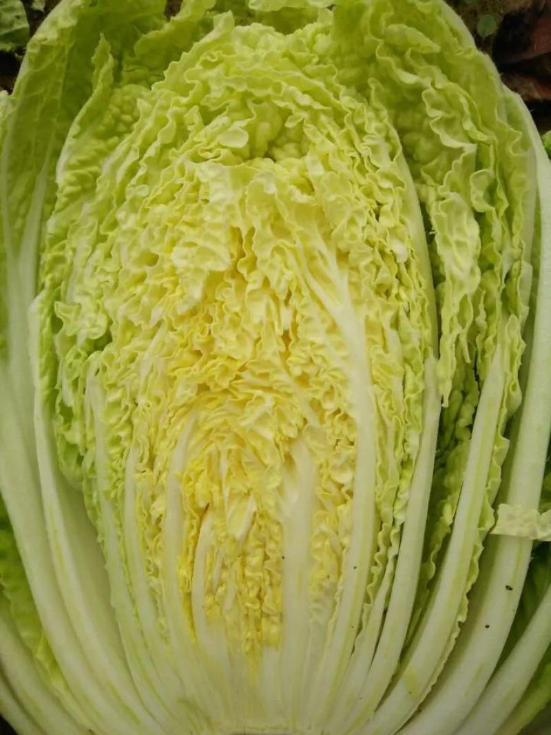 山东平度黄心打白菜，有需要联系我