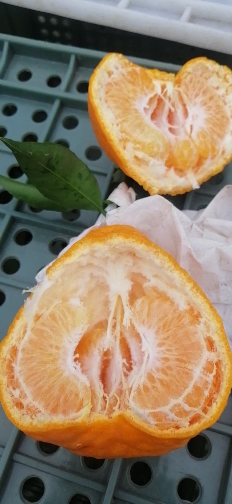 高山春见耙耙柑以上市，果品大，皮张细，味道纯甜