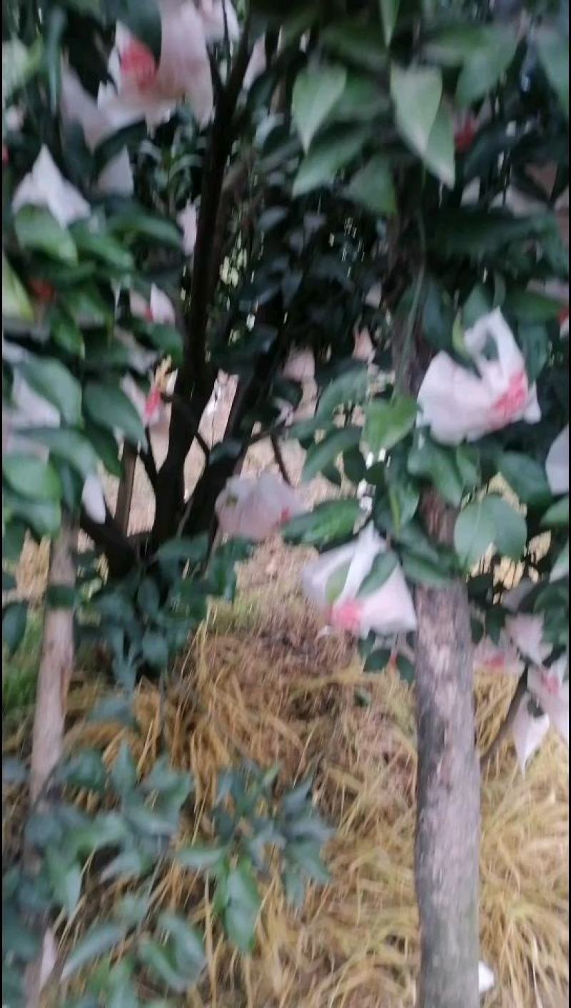 高山春见耙耙柑以上市，果品大，皮张细，味道纯甜