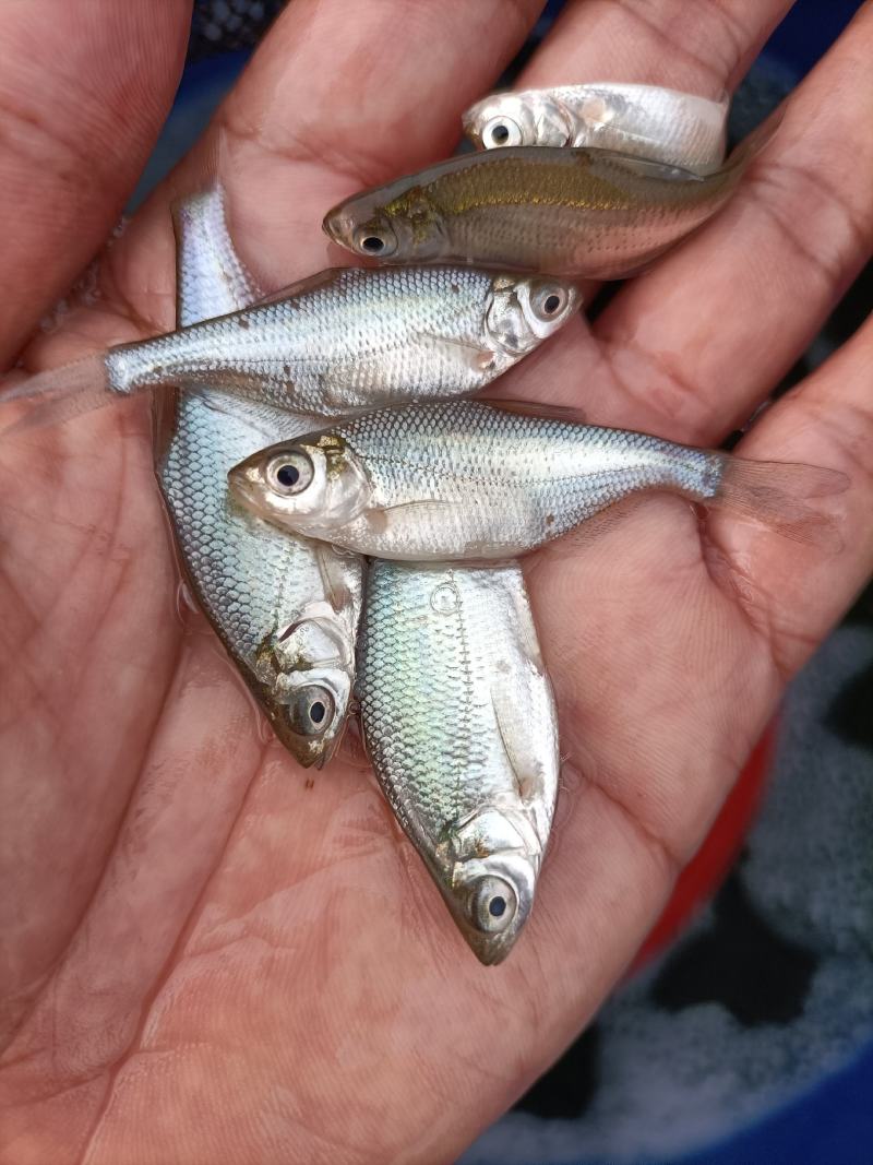 供应优质鳊鱼苗、武昌鱼苗、团头鲂鱼苗、三角鳊苗，苗场直发