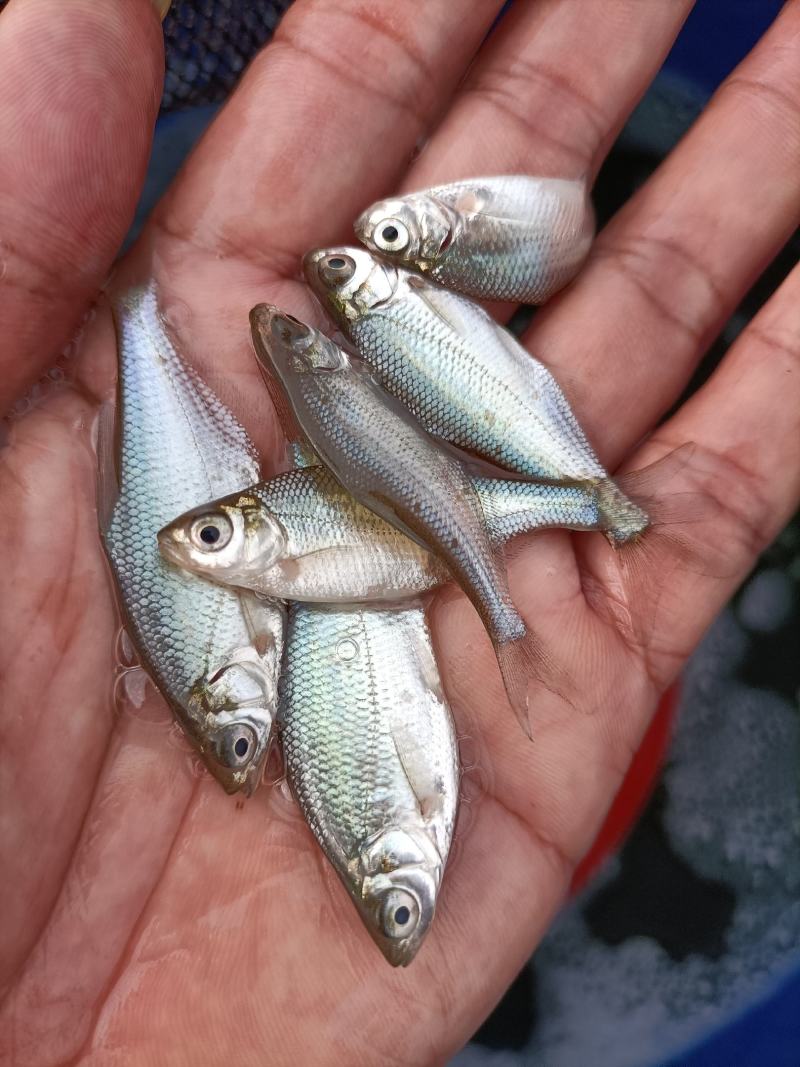 供应优质鳊鱼苗、武昌鱼苗、团头鲂鱼苗、三角鳊苗，苗场直发