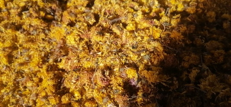 【精品】怀菊花药用菊花菊花茶品质保证多接各类客户
