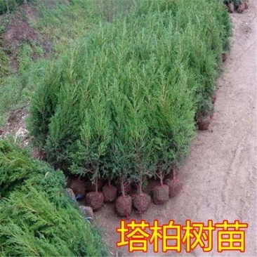 塔柏树苗松树苗柏树苗宝塔松柏树苗松柏树苗四季常青树绿化