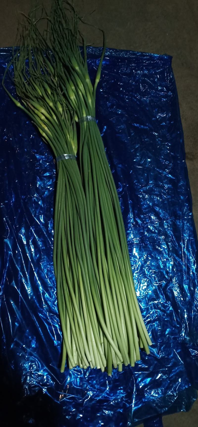 优质白帽/红帽蒜苔，冷库直供，量大从优，各种蔬菜配