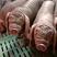 太湖母猪品种齐全包运输包成活率包技术送货上门