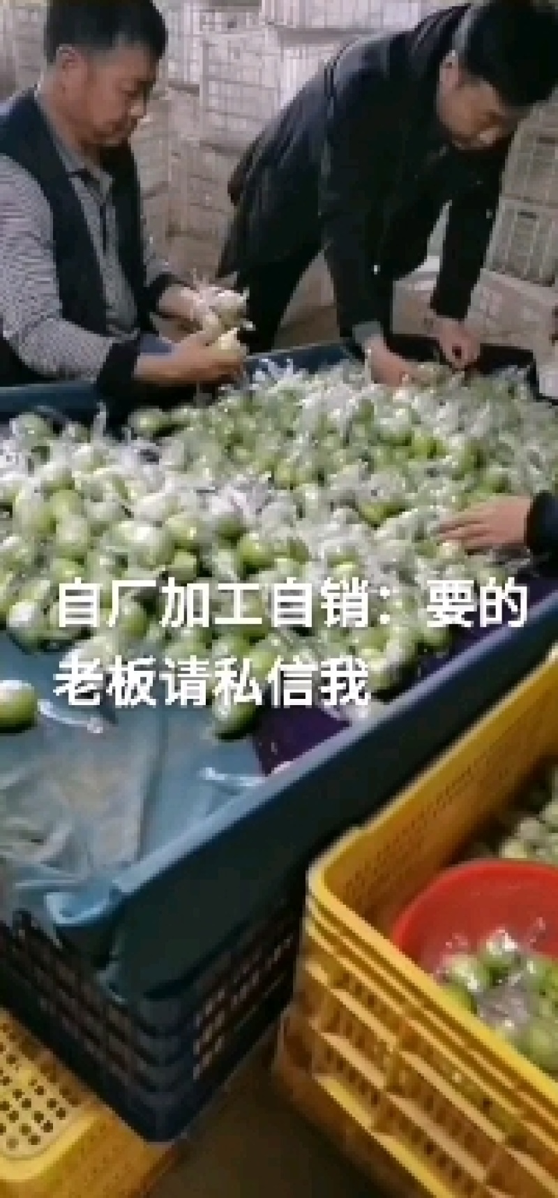 大青枣，蜜丝枣1月底上市产地直供代收代购