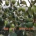 大青枣，蜜丝枣1月底上市产地直供代收代购