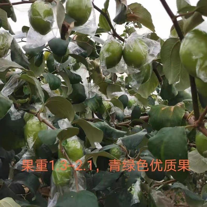 大青枣，蜜丝枣1月底上市产地直供代收代购