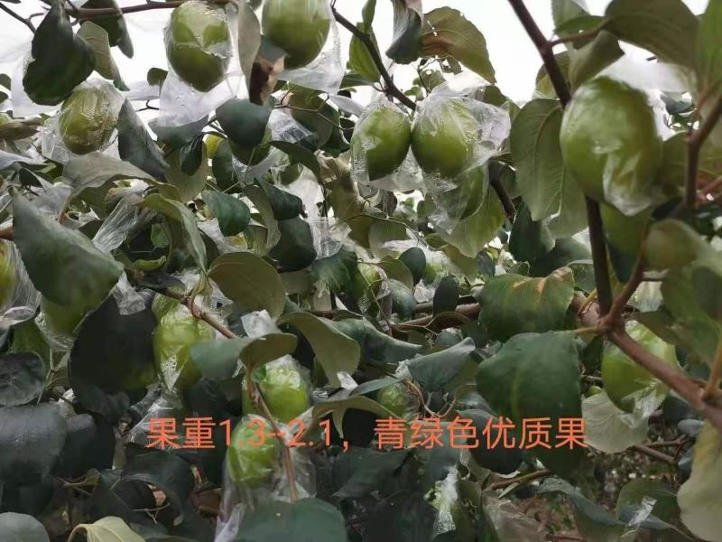 大青枣，蜜丝枣1月底上市产地直供代收代购