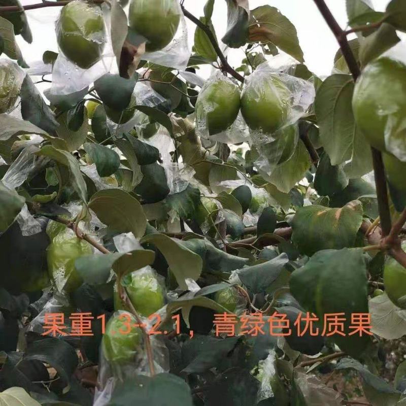 大青枣，蜜丝枣1月底上市产地直供代收代购