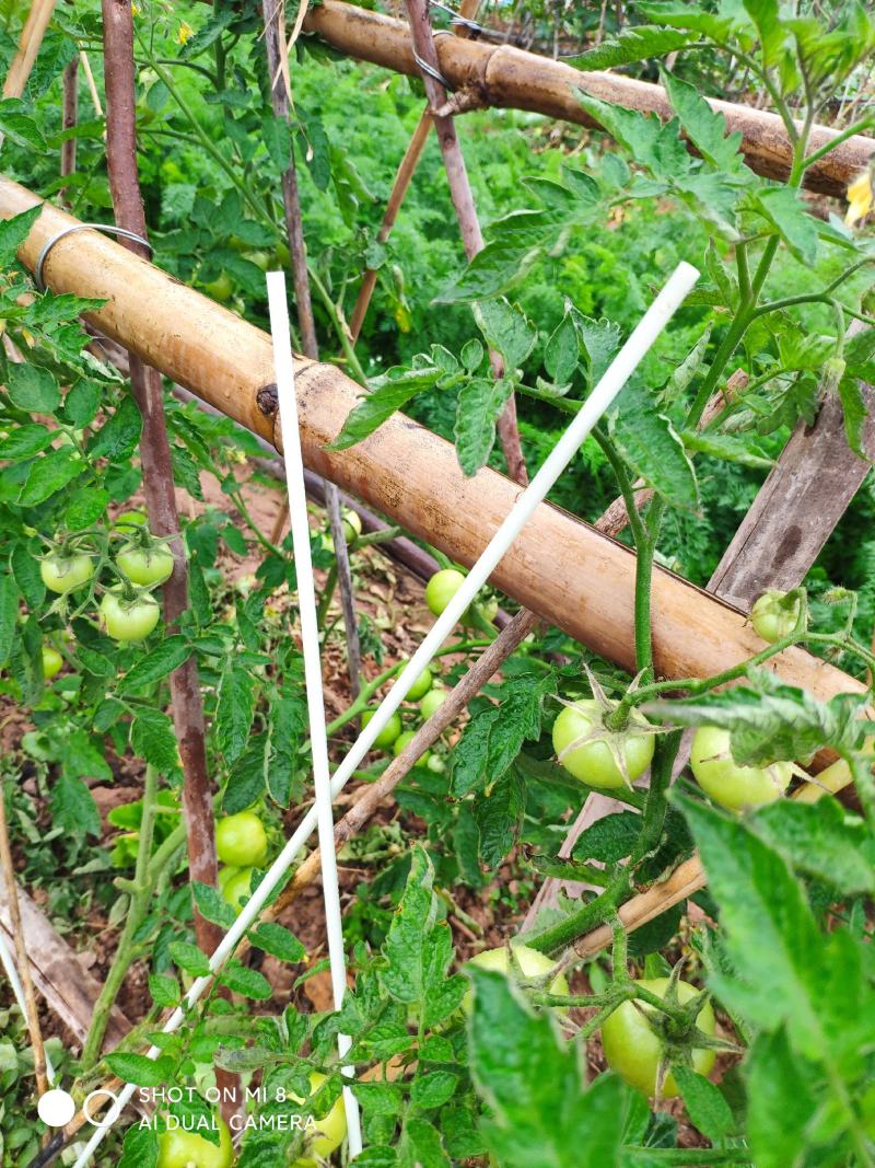 玻璃纤维杆玻纤棒小拱棚拱竿保温棚支撑杆蔬菜大棚小弓棚
