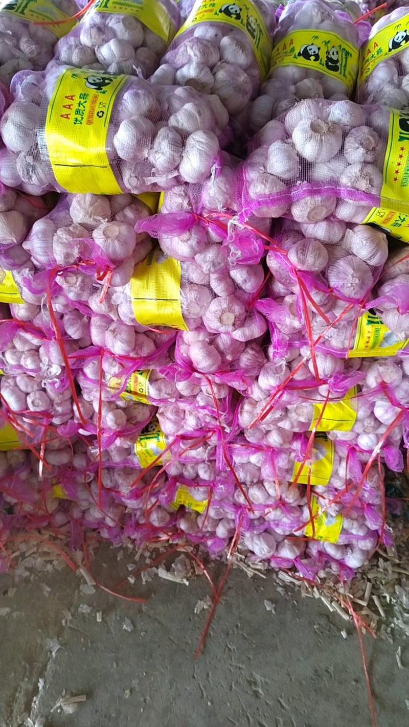 （实力供货）金乡大蒜红皮紫皮储存量大价位便宜全国发货