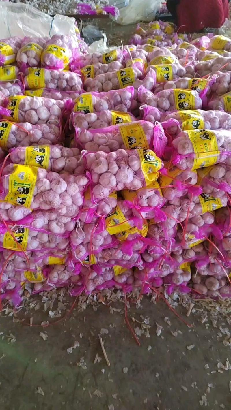 （实力供货）金乡大蒜红皮紫皮储存量大价位便宜全国发货