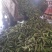 白玉米大量上市需要的联系我联系我时请说在一亩田上看到我的