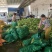 白玉米大量上市需要的联系我联系我时请说在一亩田上看到我的