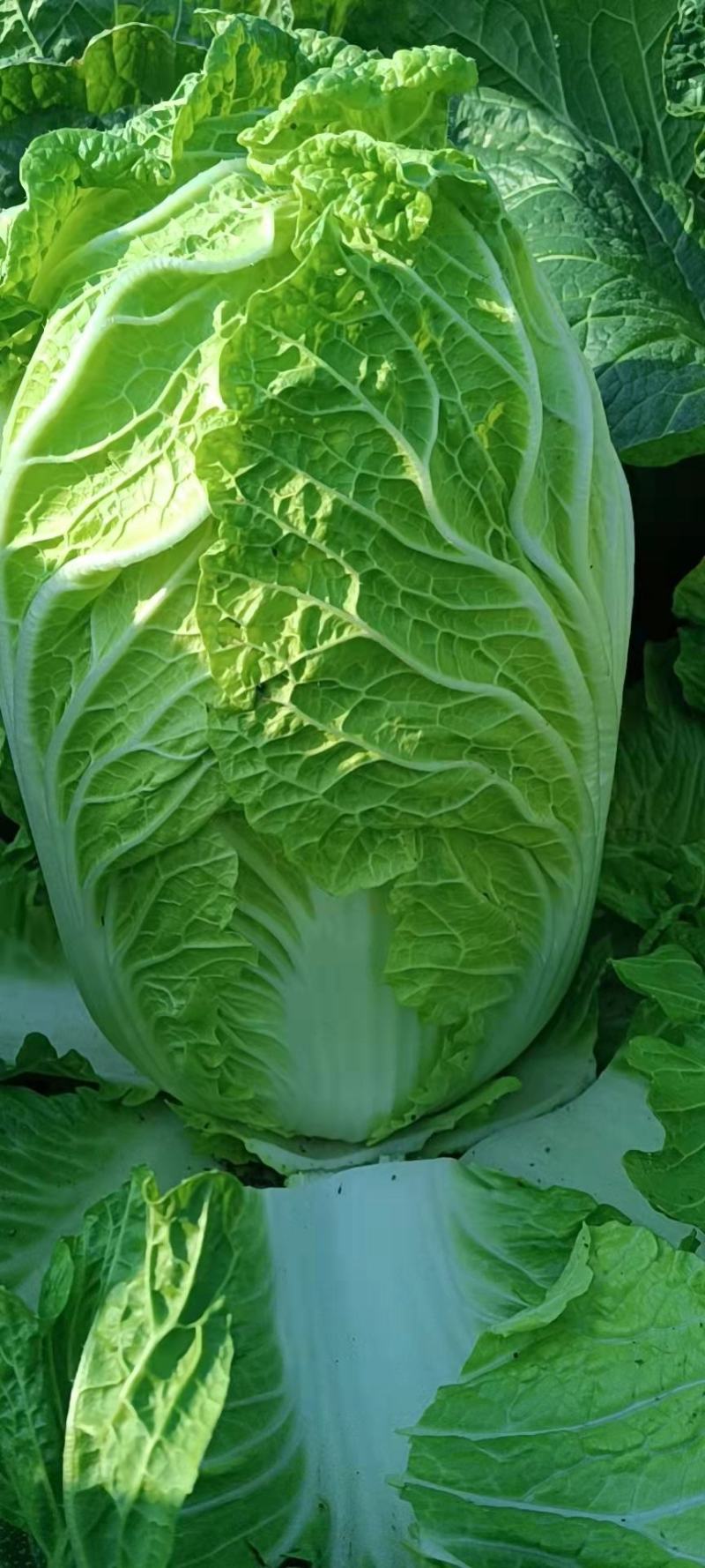 黄心大白菜鲜嫩整颗白菜可做辣白菜酸菜供批发超市电商