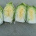 黄心大白菜鲜嫩整颗白菜可做辣白菜酸菜供批发超市电商