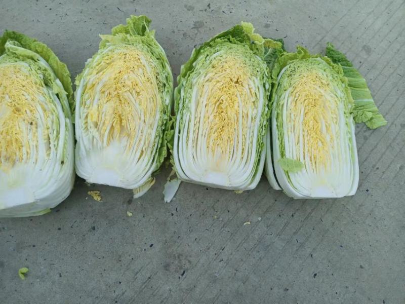 黄心大白菜鲜嫩整颗白菜可做辣白菜酸菜供批发超市电商