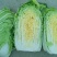 黄心大白菜鲜嫩整颗白菜可做辣白菜酸菜供批发超市电商