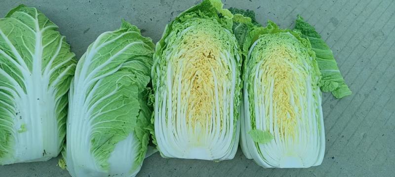 黄心大白菜鲜嫩整颗白菜可做辣白菜酸菜供批发超市电商