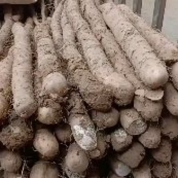 山西白玉山药种植基地全国发货