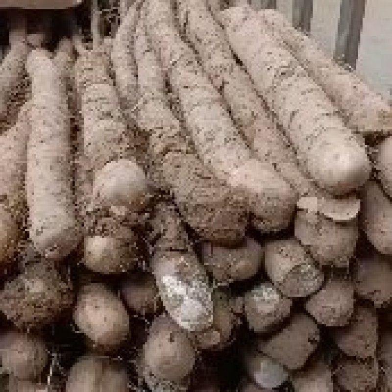 山西白玉山药种植基地全国发货
