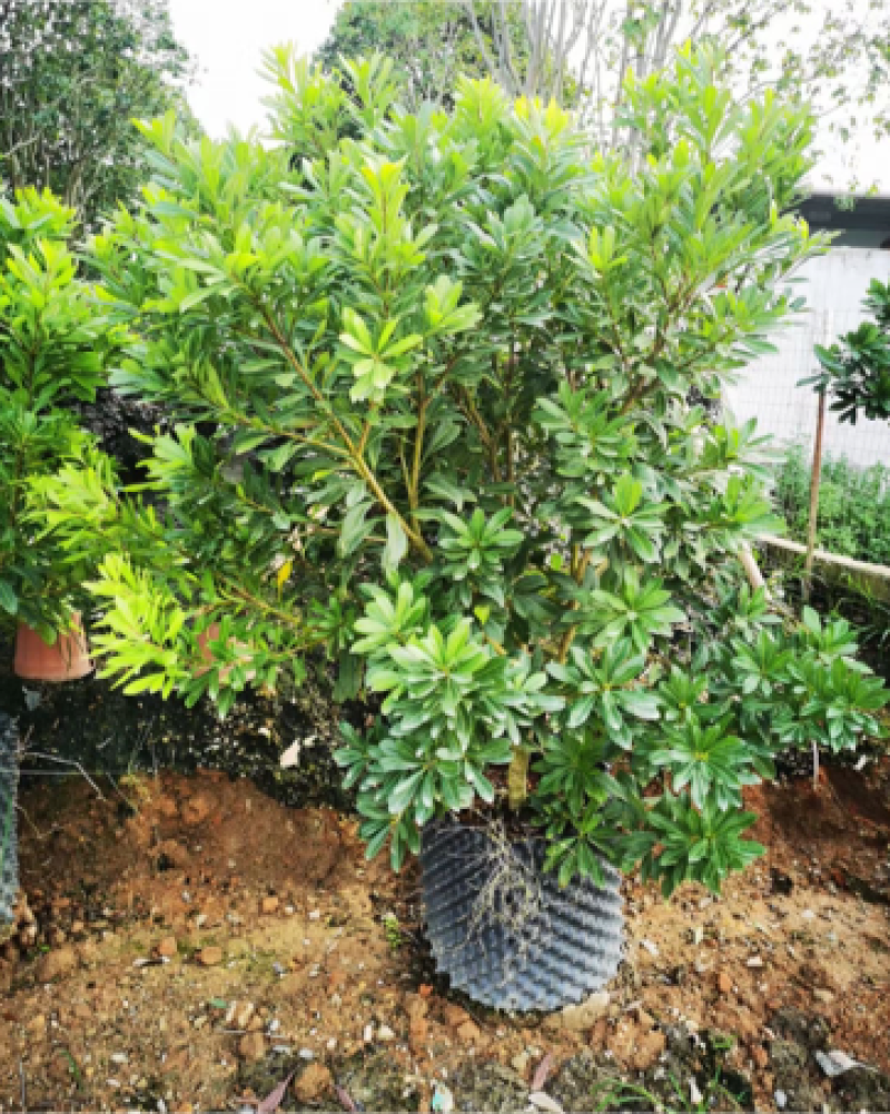 杨梅树