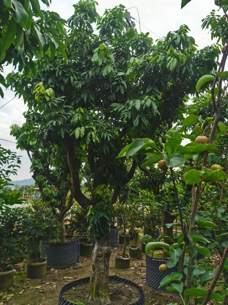 荔枝树