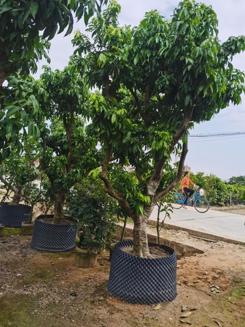 荔枝树