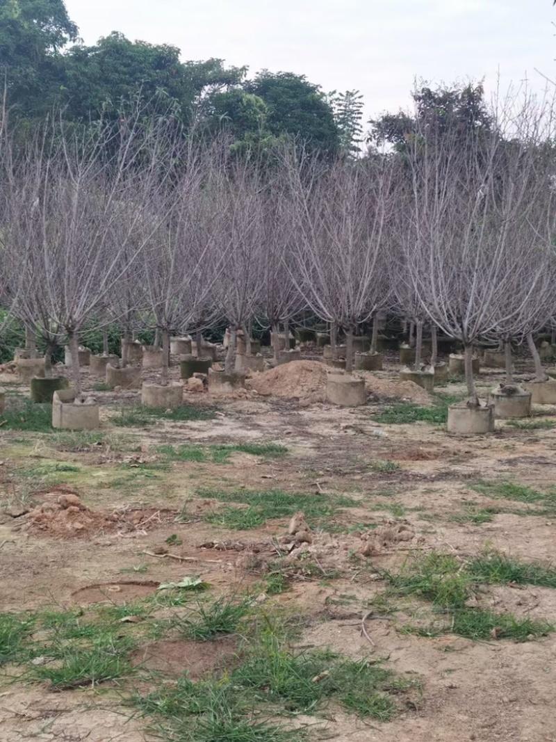 桃花树