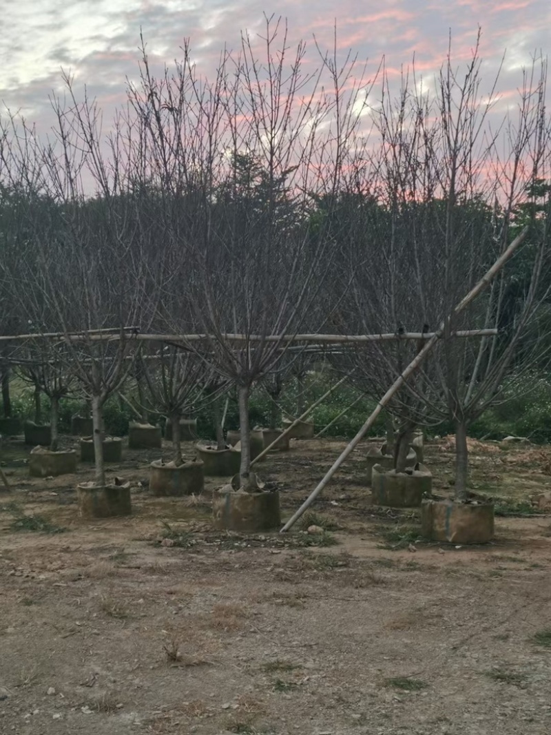 桃花树