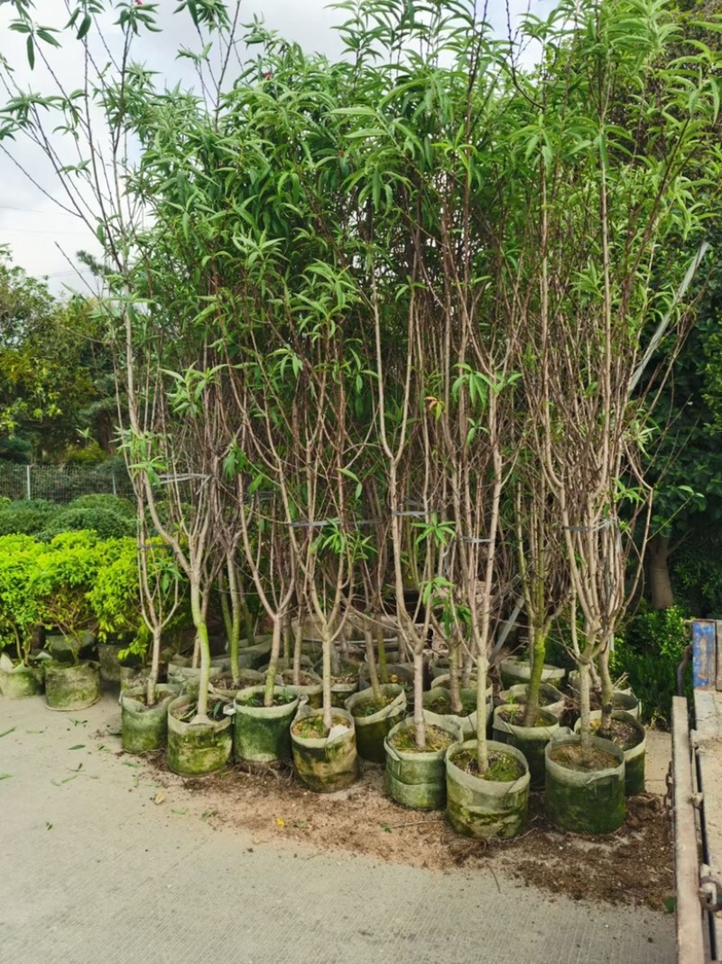 桃花树