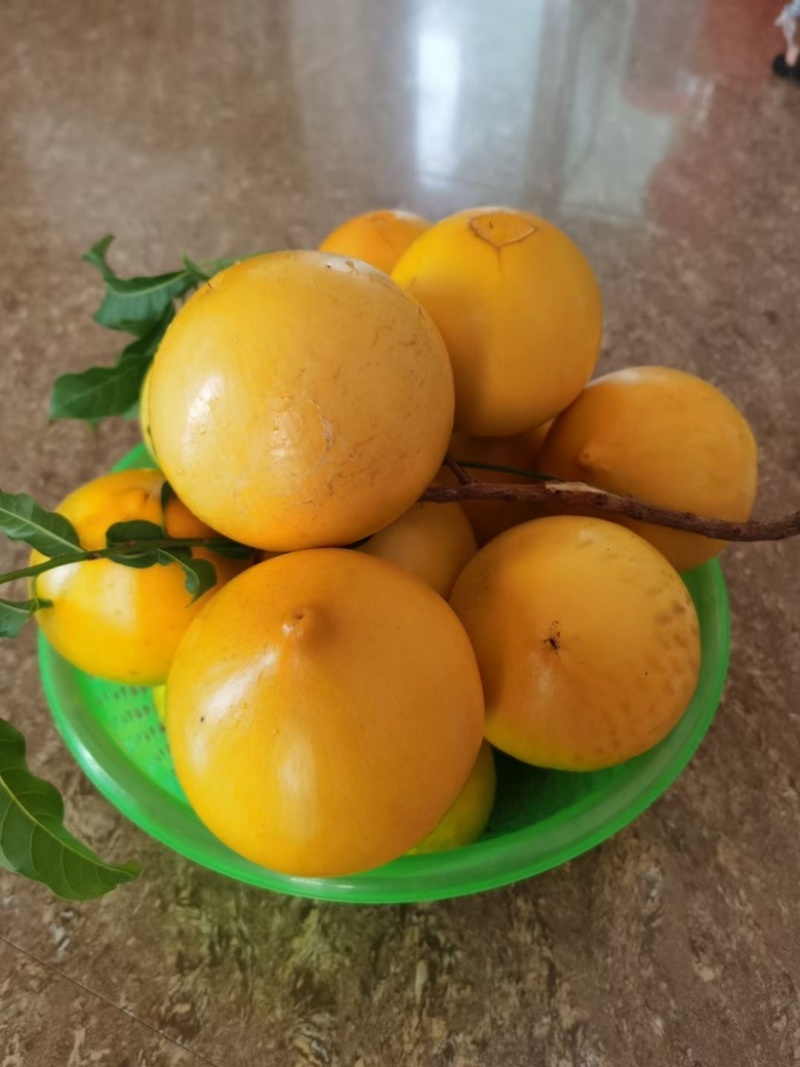 黄金果树