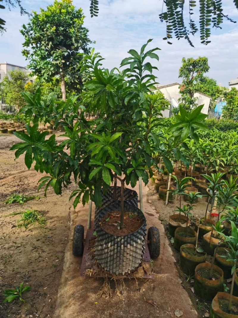 黄金果树