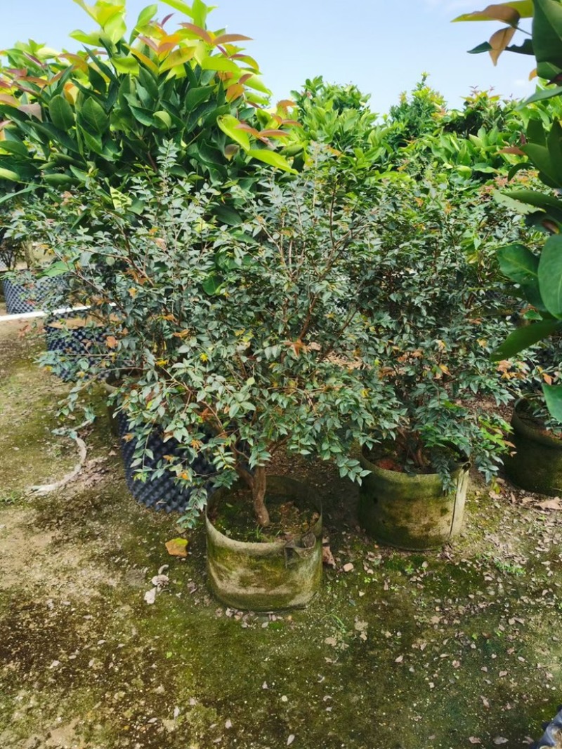 嘉宝果树苗